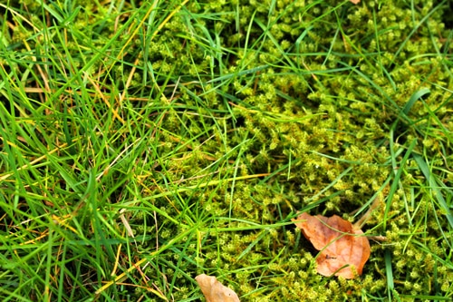 Can You Kill Lawn Moss in Winter