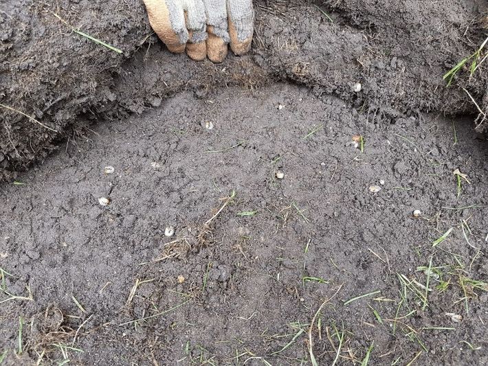 LawnsOne team discovering lawn pests in the form of chafer grubs which needs lawn pest control