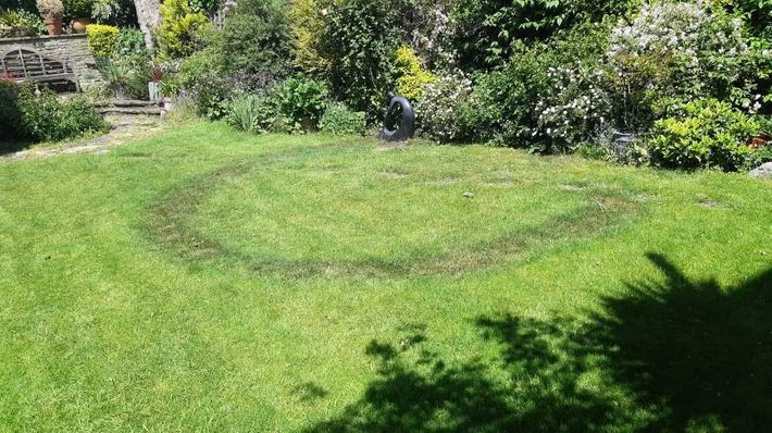 Fairy rings fungal lawn disease 
