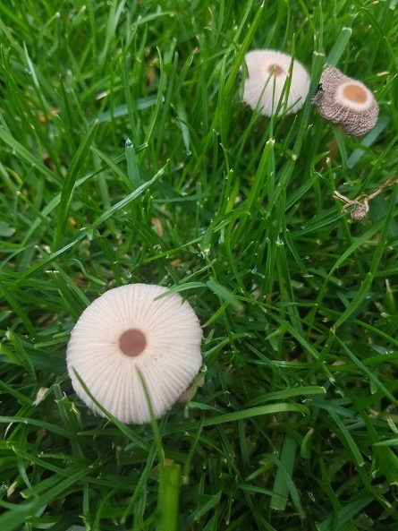 Lawn Problem: Toadstools | Lawn Care Advice | LawnsOne